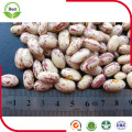 New Crop Long Shape Light Speckled Kidney Beans/Lskb